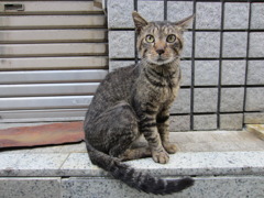 猫写