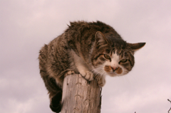猫写