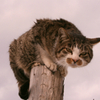 猫写