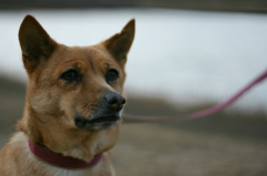 犬