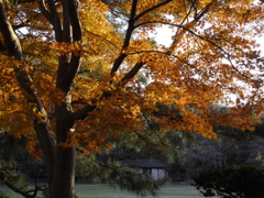 今年の紅葉2