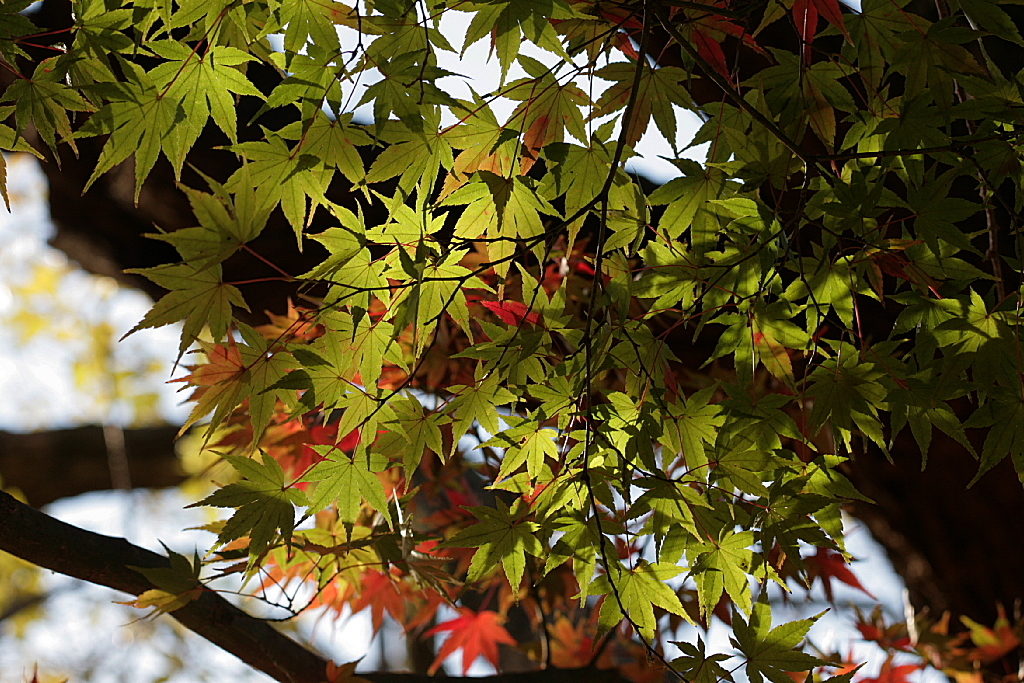 久伊豆神社の紅葉23