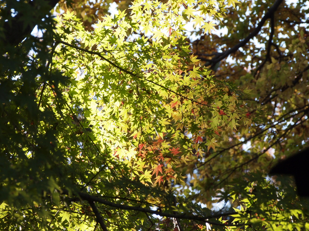 2019　久伊豆神社の紅葉07