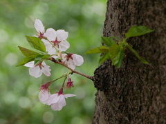 元荒川土手の桜04