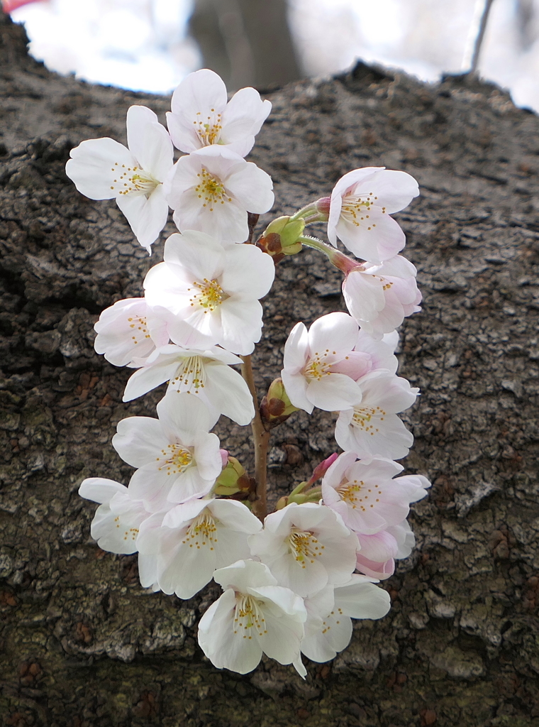 元荒川の桜08