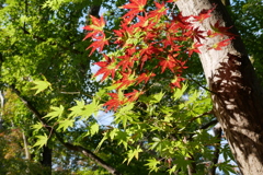 紅葉はこれからの久伊豆神社境内10