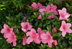 庭に咲いた花々04