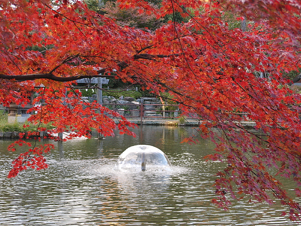 29年の紅葉18