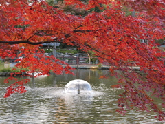 29年の紅葉18