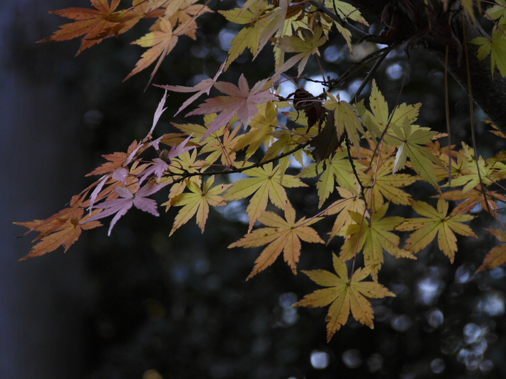 今年の紅葉4
