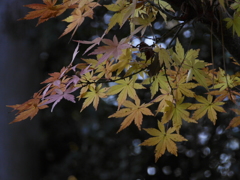 今年の紅葉4