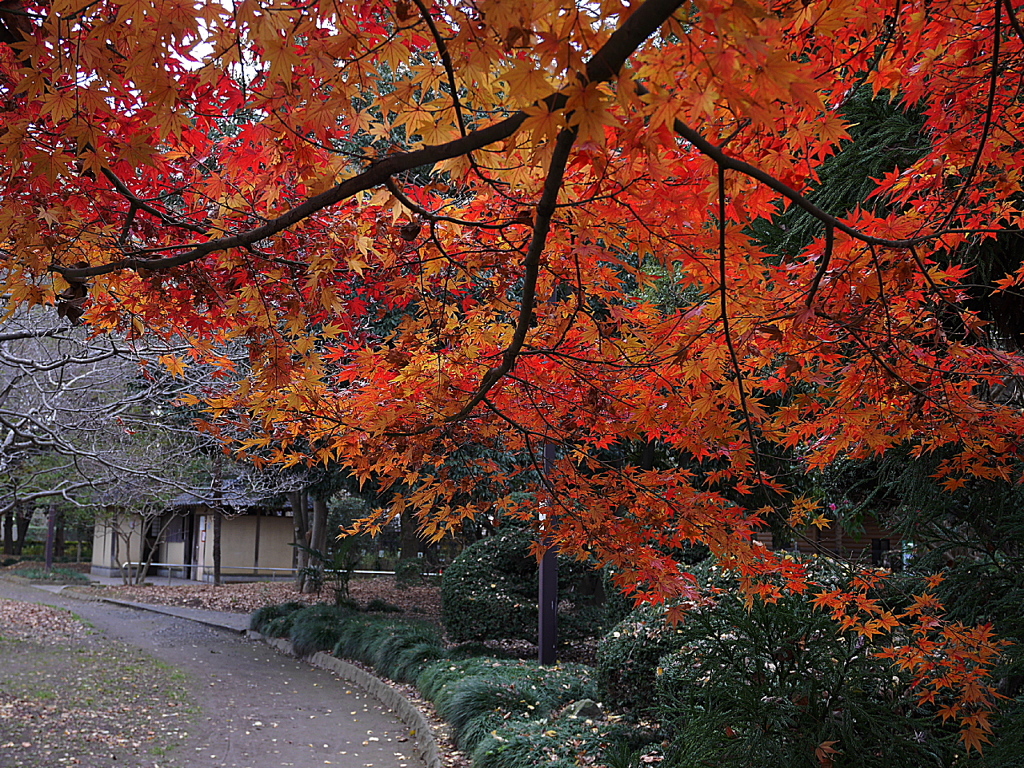 久伊豆神社の紅葉その２06