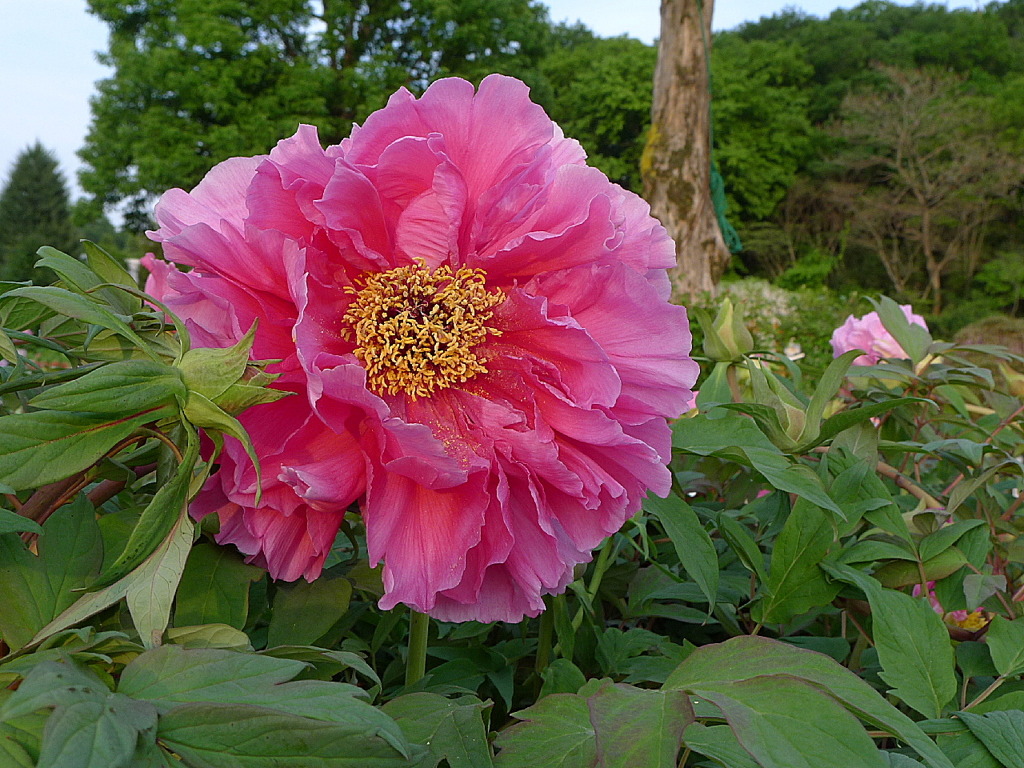 フラワーパーク19