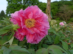 フラワーパーク19