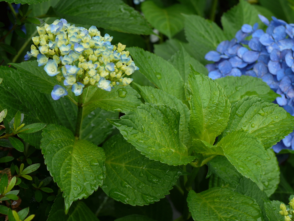 庭に咲いた紫陽花05