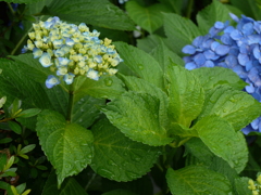 庭に咲いた紫陽花05