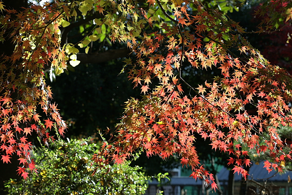 久伊豆神社の紅葉22