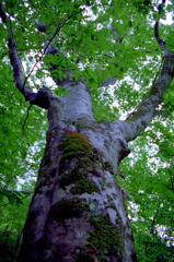 くろくまの滝08