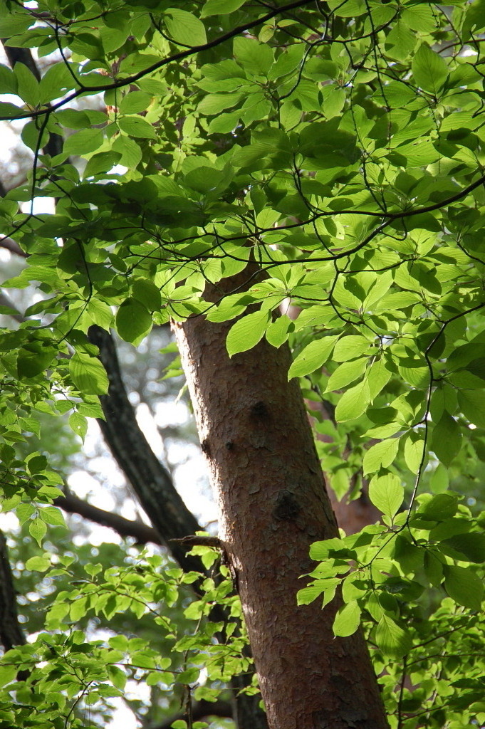 美しき木の葉１