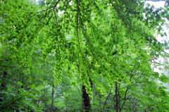 くろくまの滝06