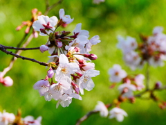 越谷４/４の桜２