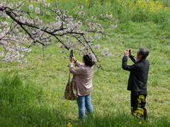 元荒川土手の桜08