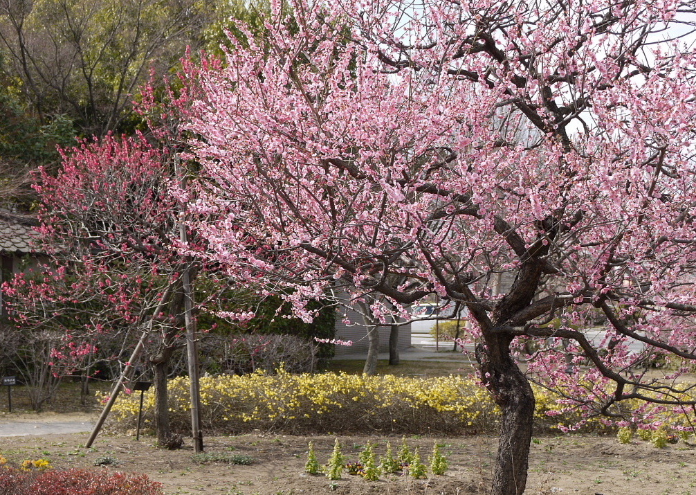 越谷の梅林公園3