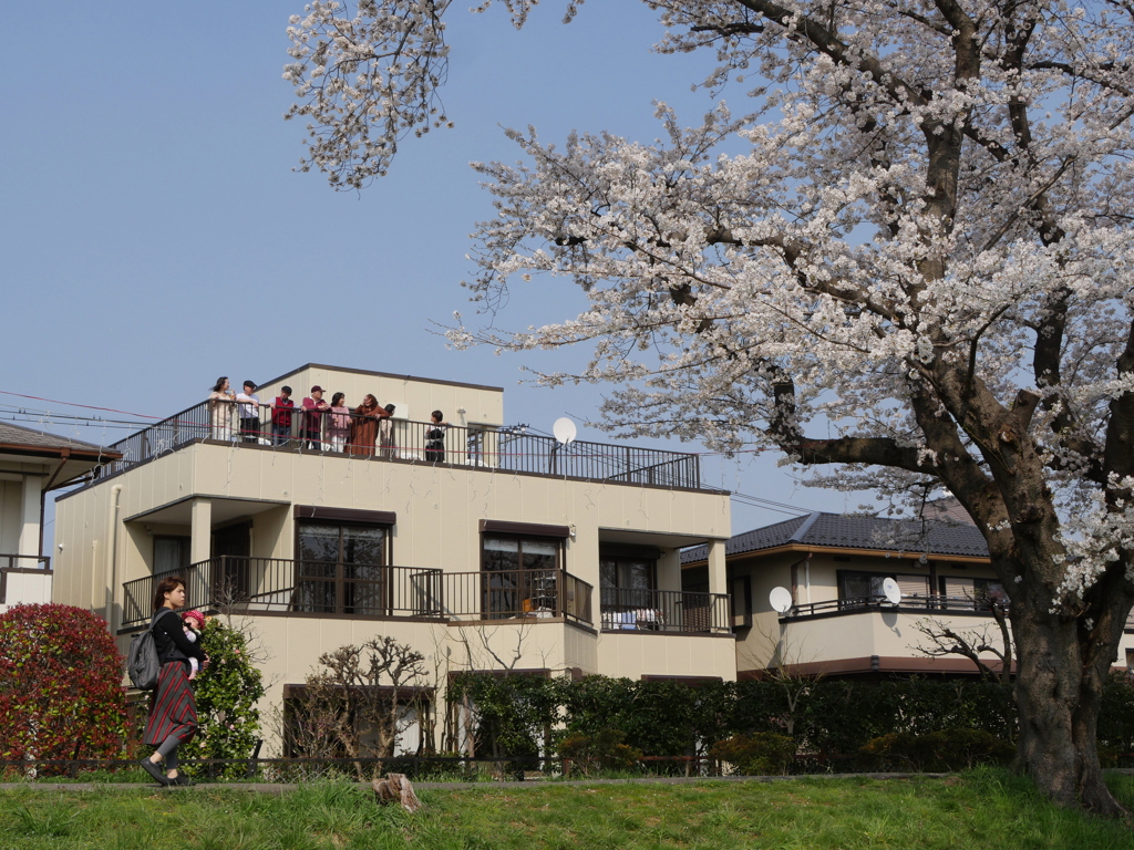 満開の元荒川の桜09