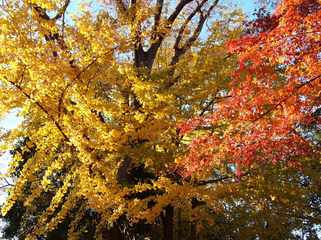 2019　久伊豆神社の紅葉Ⅱ06