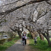 満開の元荒川の桜01