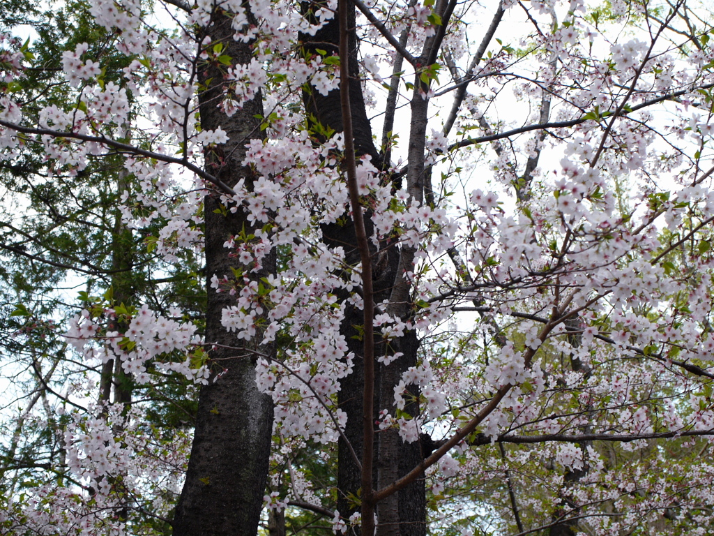 2021年３月の桜