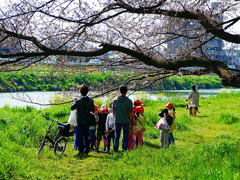 越谷４/４の桜３