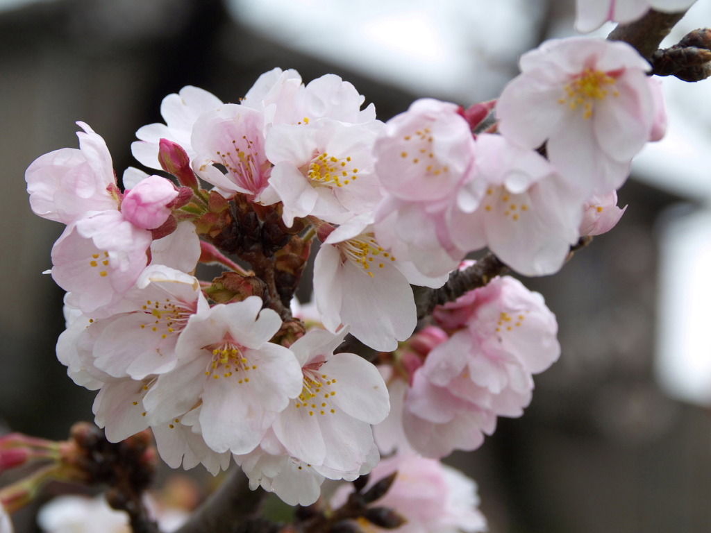 元荒川堤の桜８