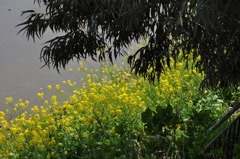 市役所の土手06