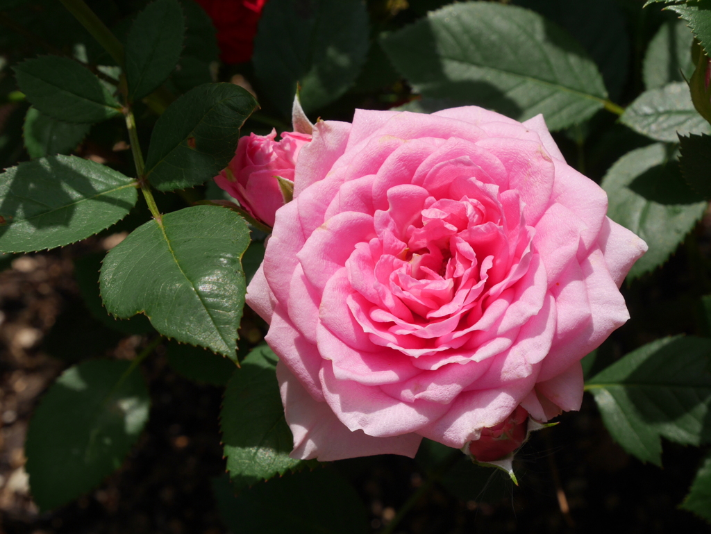 庭に咲いた花05