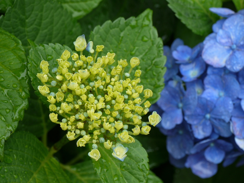 庭に咲いた紫陽花04