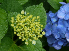 庭に咲いた紫陽花04