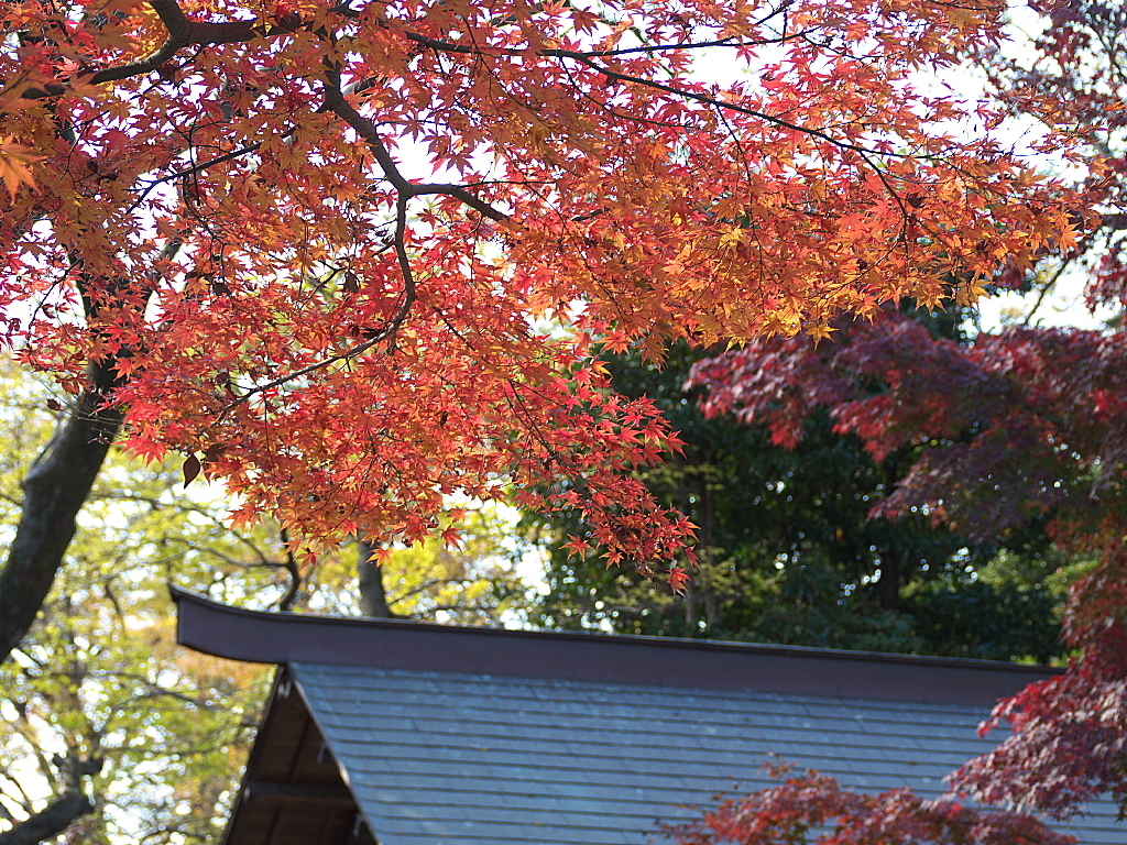 久伊豆神社の紅葉14