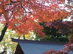 久伊豆神社の紅葉14