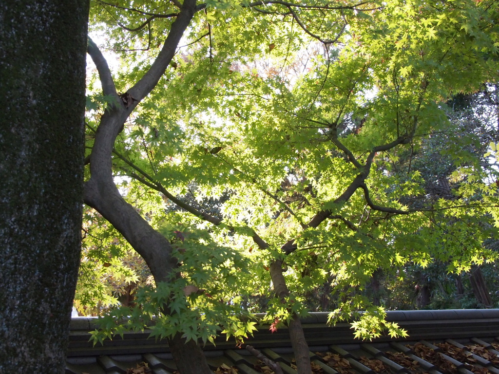 2019　久伊豆神社の紅葉19