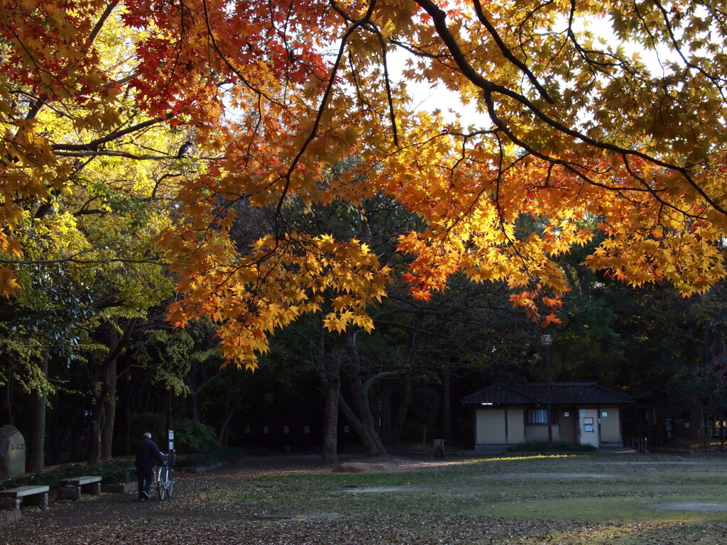 2019　久伊豆神社の紅葉Ⅱ13