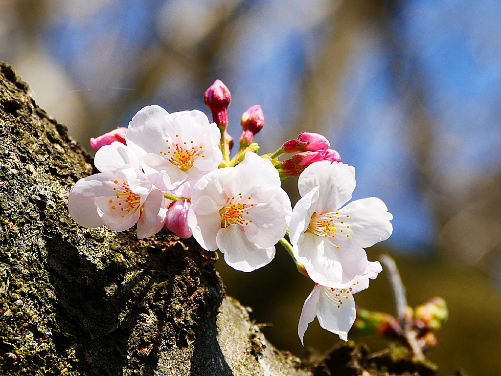 越谷４/４の桜６