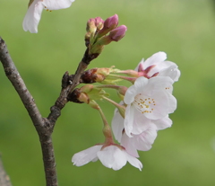 元荒川の桜02