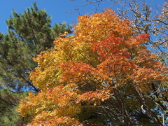 29年の紅葉31