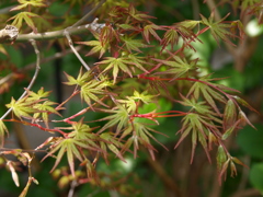 庭の草花10