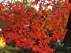29年の紅葉19