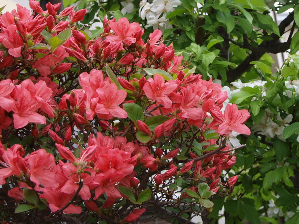 庭の花々3