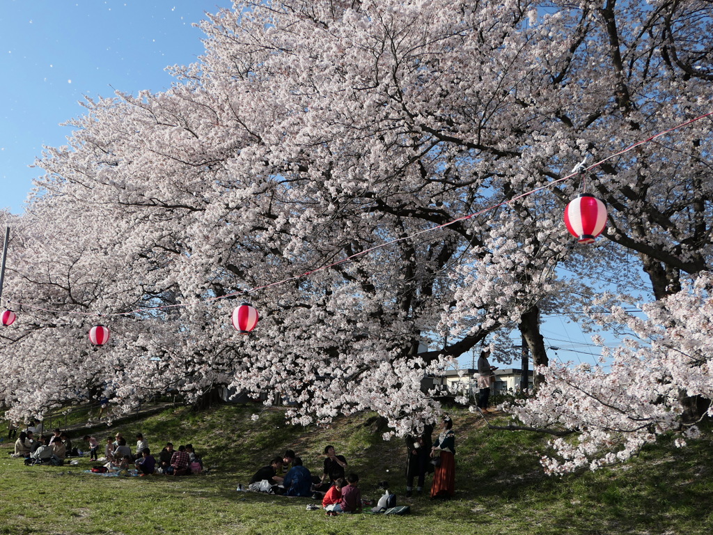 元荒川土手の桜６