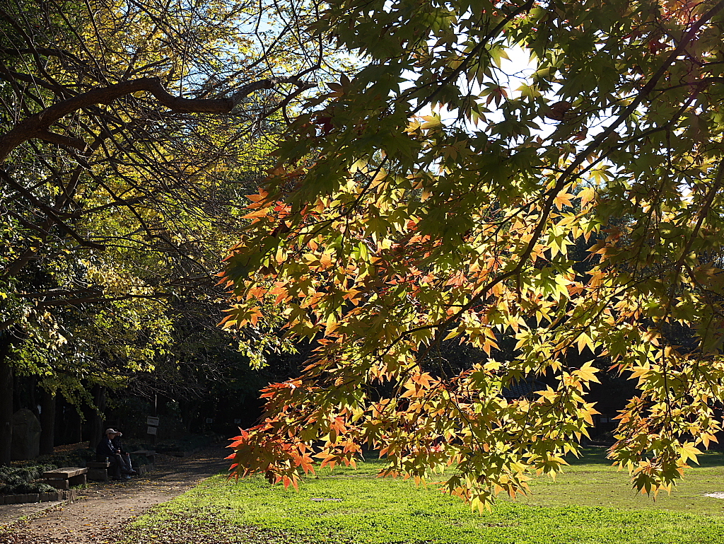 久伊豆神社の紅葉04