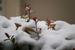 雪の朝Ⅱ 6D03